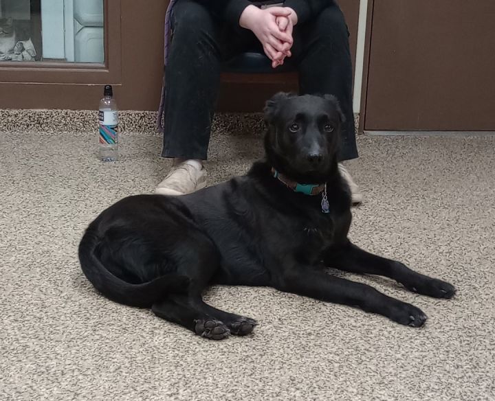 Ace, an adoptable Black Labrador Retriever in Fairmont, MN_image-1