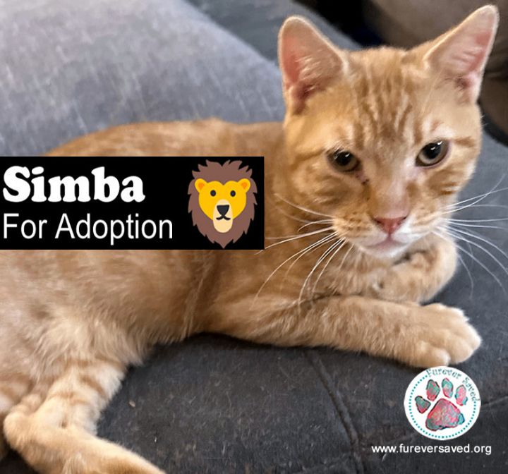 Simba, an adoptable Domestic Short Hair in Miami, FL_image-1