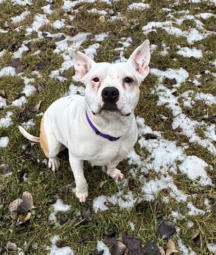 Loyalty, an adoptable Pit Bull Terrier, Mixed Breed in Willmar, MN, 56201 | Photo Image 1