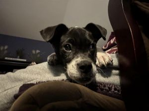 Cara (GA) Pit Bull Terrier Dog