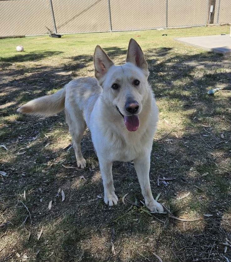 Darion, an adoptable German Shepherd Dog in El Centro, CA, 92243 | Photo Image 1