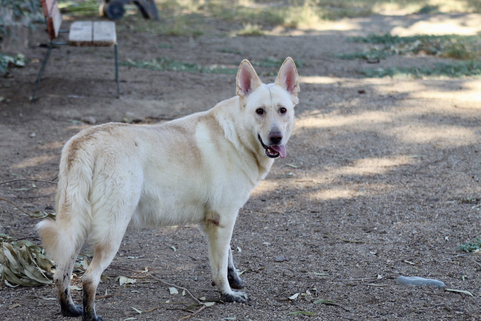 Darion, an adoptable German Shepherd Dog in El Centro, CA, 92243 | Photo Image 1