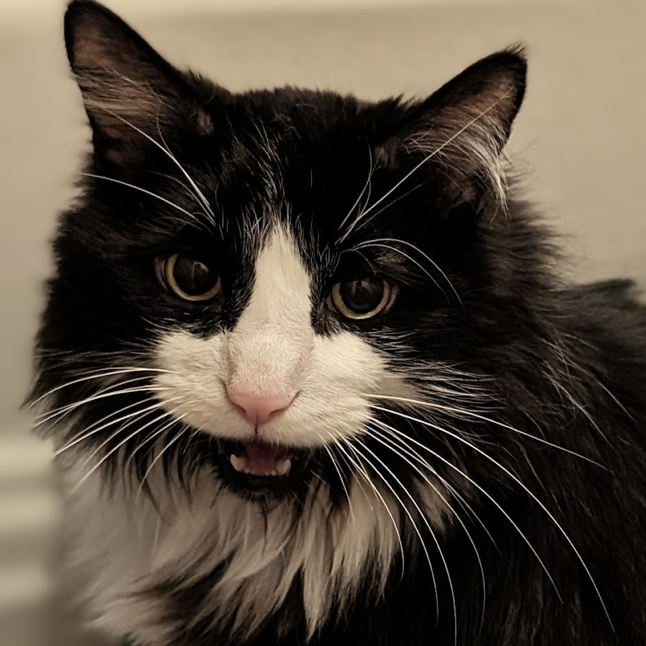 Oreo, an adoptable Ragdoll in Chicago, IL, 60609 | Photo Image 1