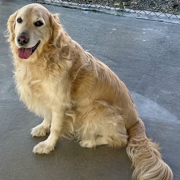 Petfinder golden hot sale retriever