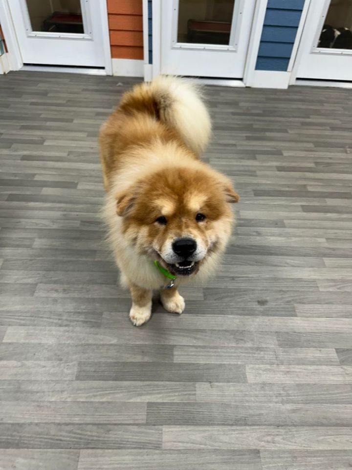 Chow chow clearance petfinder