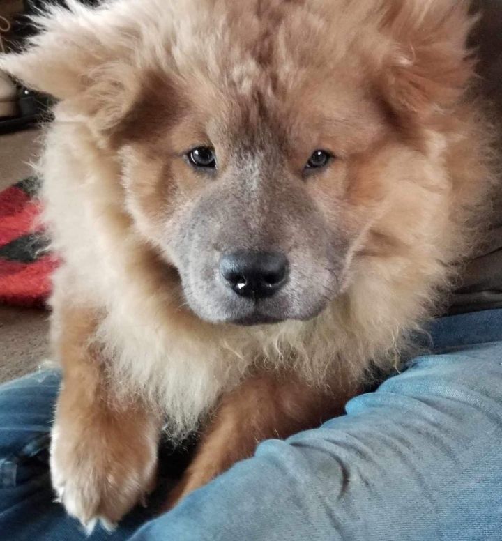 Petfinder chow sale chow