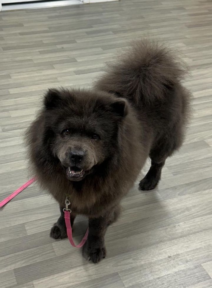 Petfinder 2024 chow chow