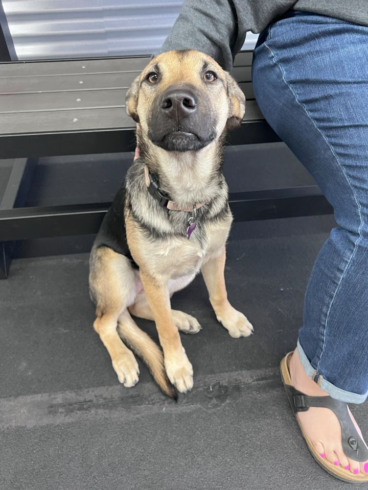 Dog for adoption - Ashley Judd, a Siberian Husky & German Shepherd Dog ...