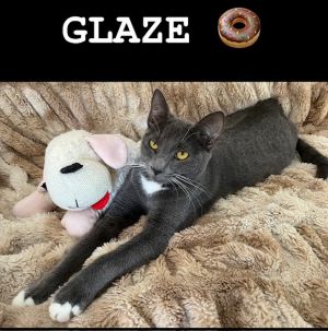 Glaze (rr) Domestic Short Hair Cat