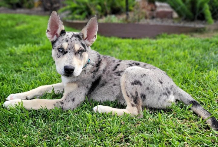 American staffordshire terrier siberian best sale husky mix