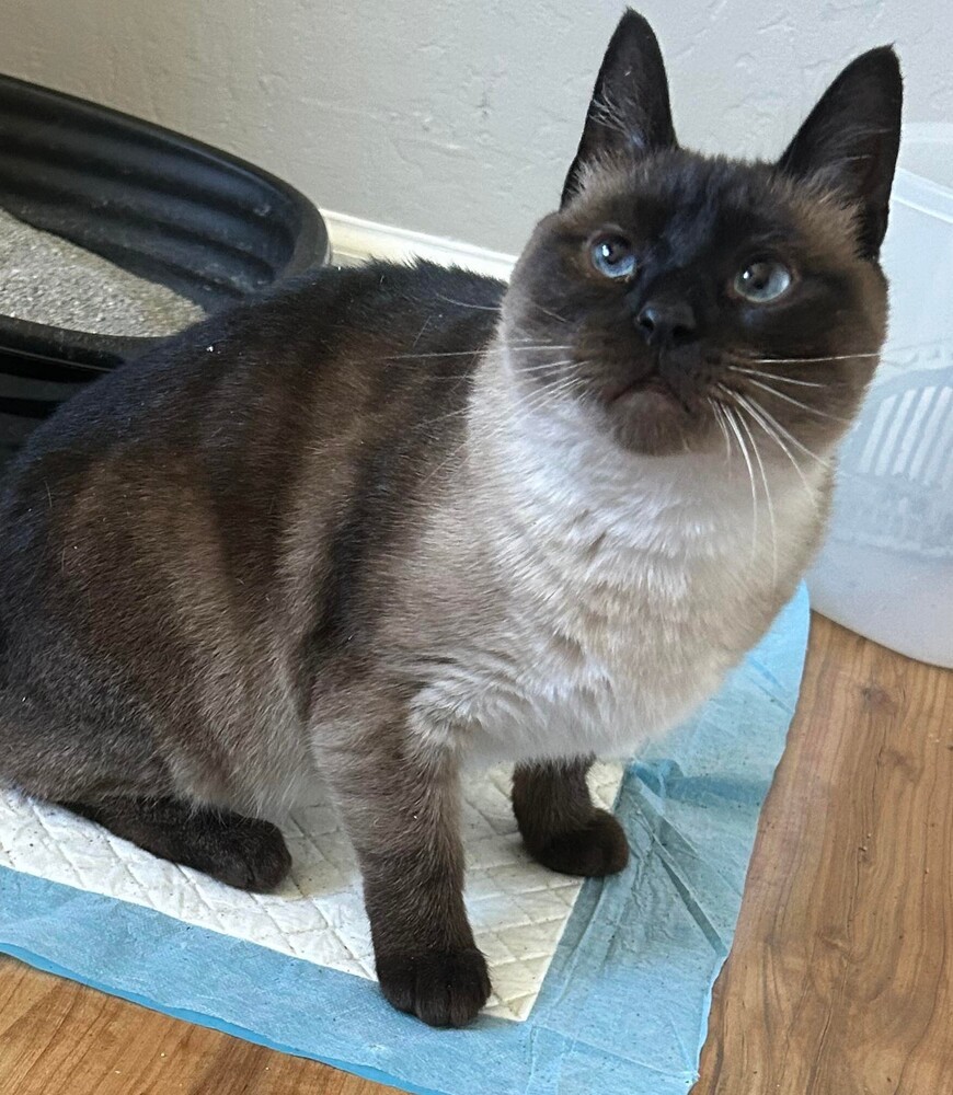 Josephine, an adoptable Siamese in Salinas, CA, 93905 | Photo Image 3