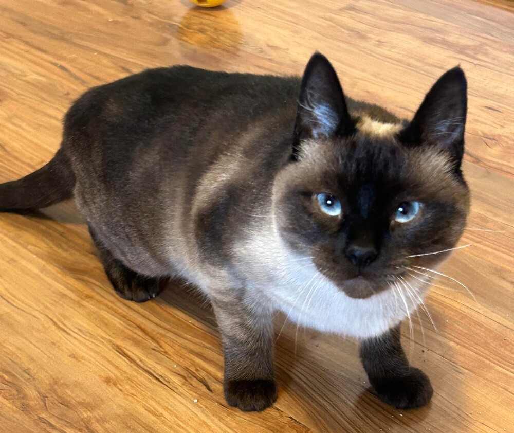 Josephine, an adoptable Siamese in Salinas, CA, 93905 | Photo Image 6