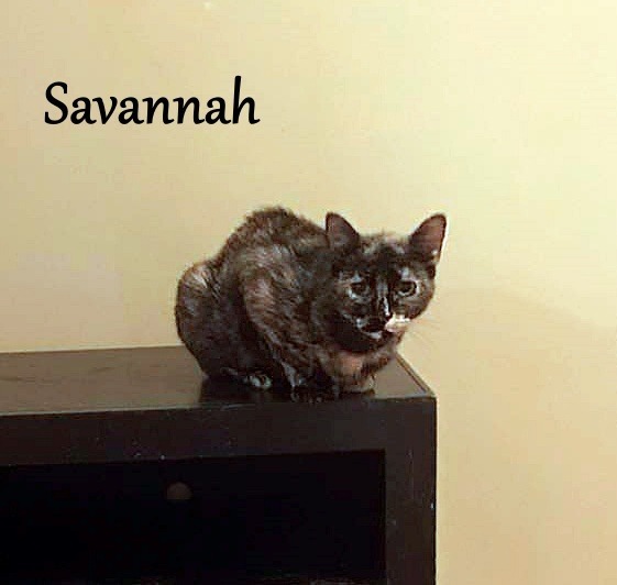 Savannah 2