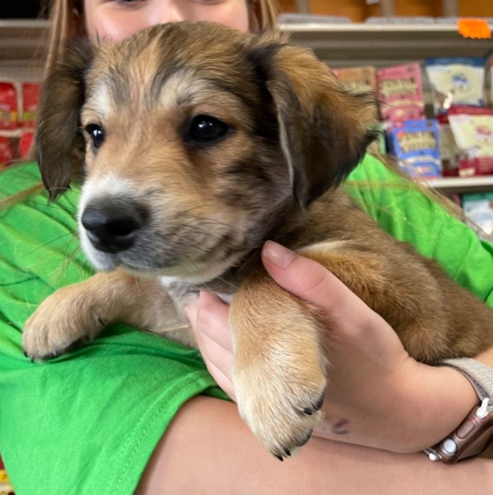 Australian shepherd 2024 dachshund puppy