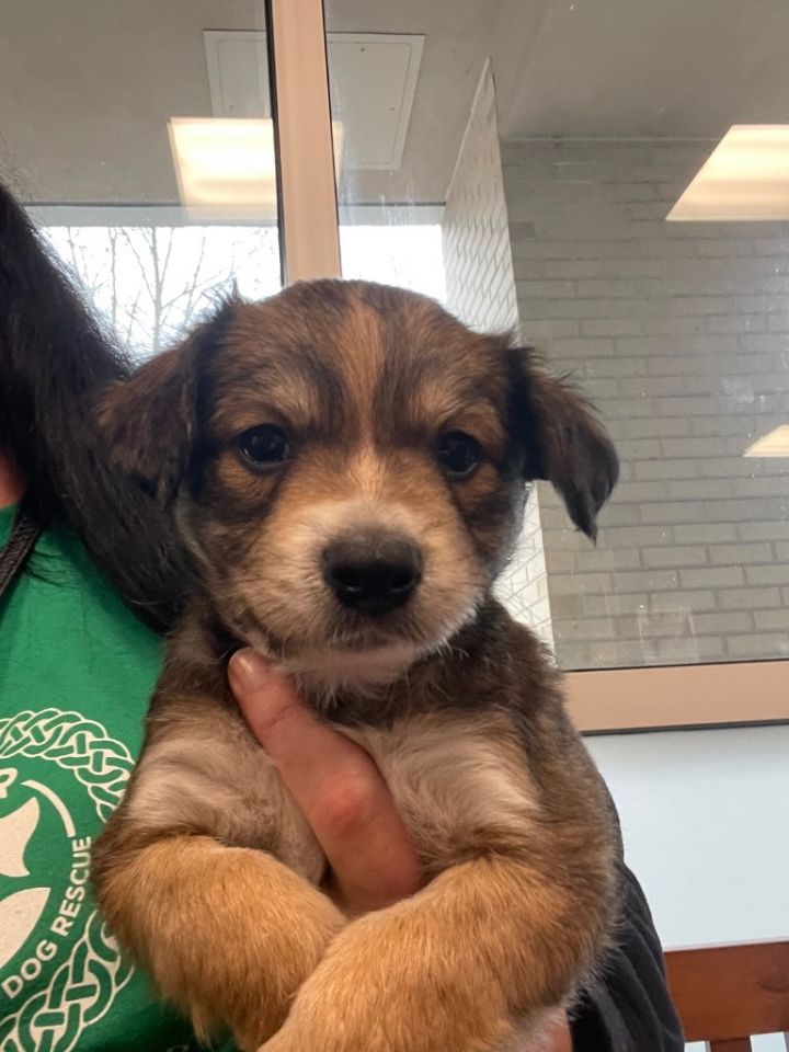 Australian shepherd best sale dachshund mix puppies