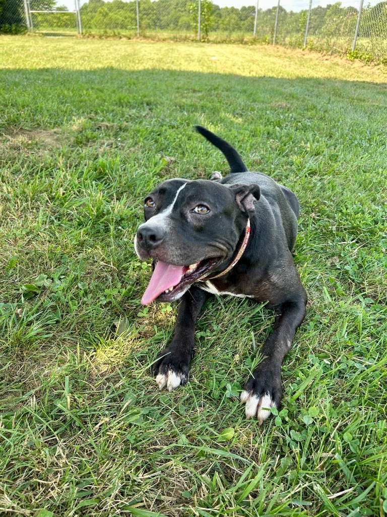 Nellie