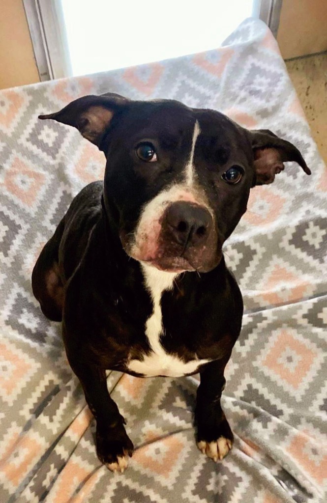 Nellie, an adoptable Terrier in West Union, OH, 45693 | Photo Image 2