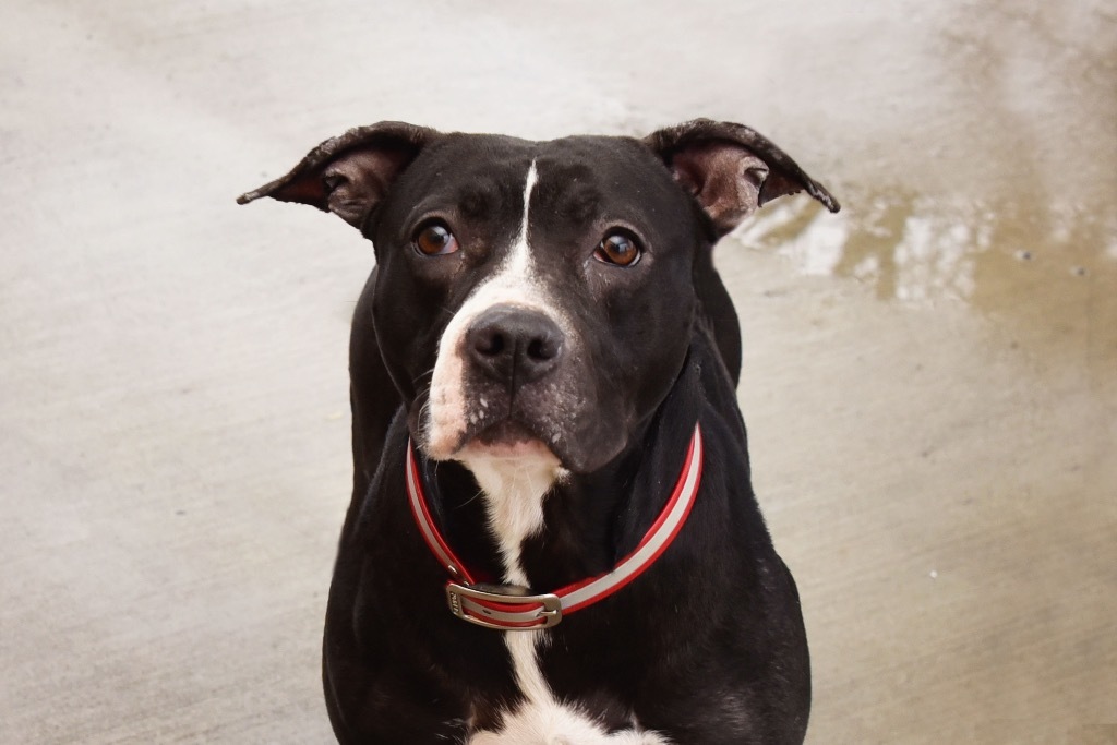 Nellie, an adoptable Terrier in West Union, OH, 45693 | Photo Image 3