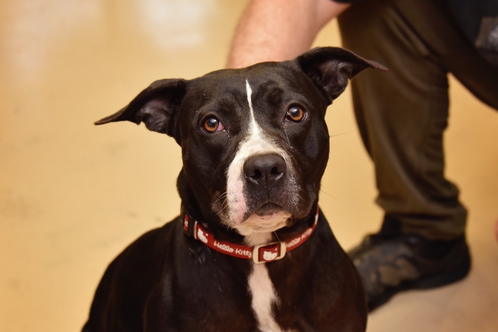 Nellie, an adoptable Terrier in West Union, OH, 45693 | Photo Image 4