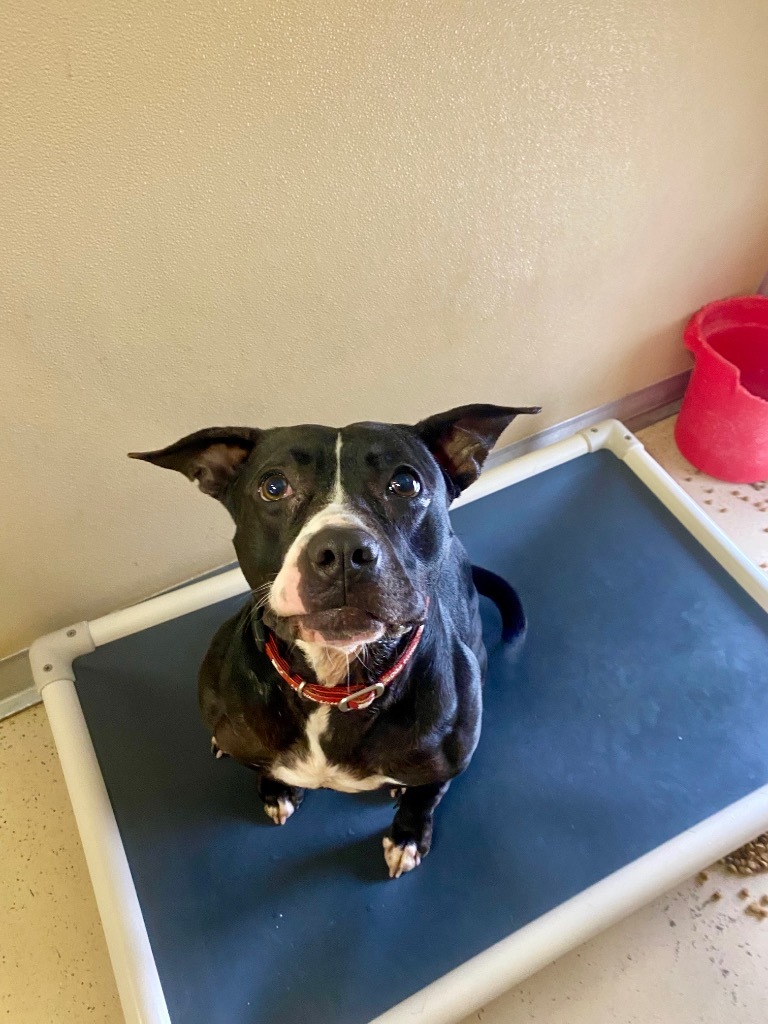 Nellie, an adoptable Terrier in West Union, OH, 45693 | Photo Image 5