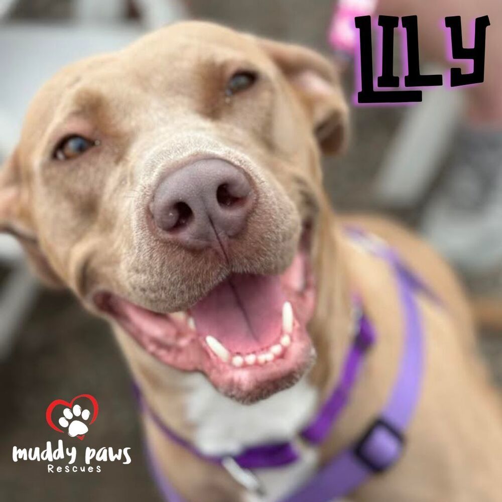 Lily, an adoptable Labrador Retriever, Vizsla in Council Bluffs, IA, 51503 | Photo Image 1