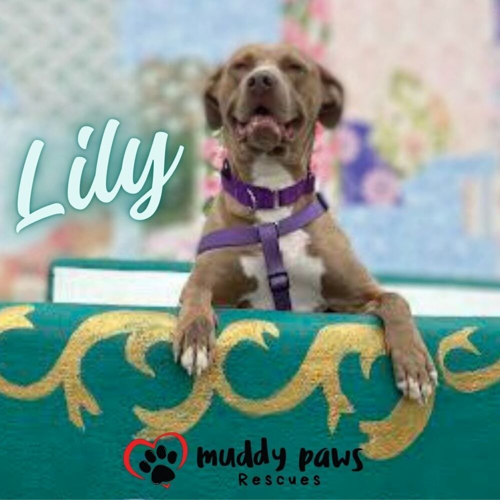 Lily, an adoptable Labrador Retriever, Vizsla in Council Bluffs, IA, 51503 | Photo Image 2