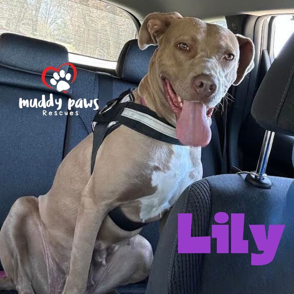 Lily, an adoptable Labrador Retriever, Vizsla in Council Bluffs, IA, 51503 | Photo Image 3