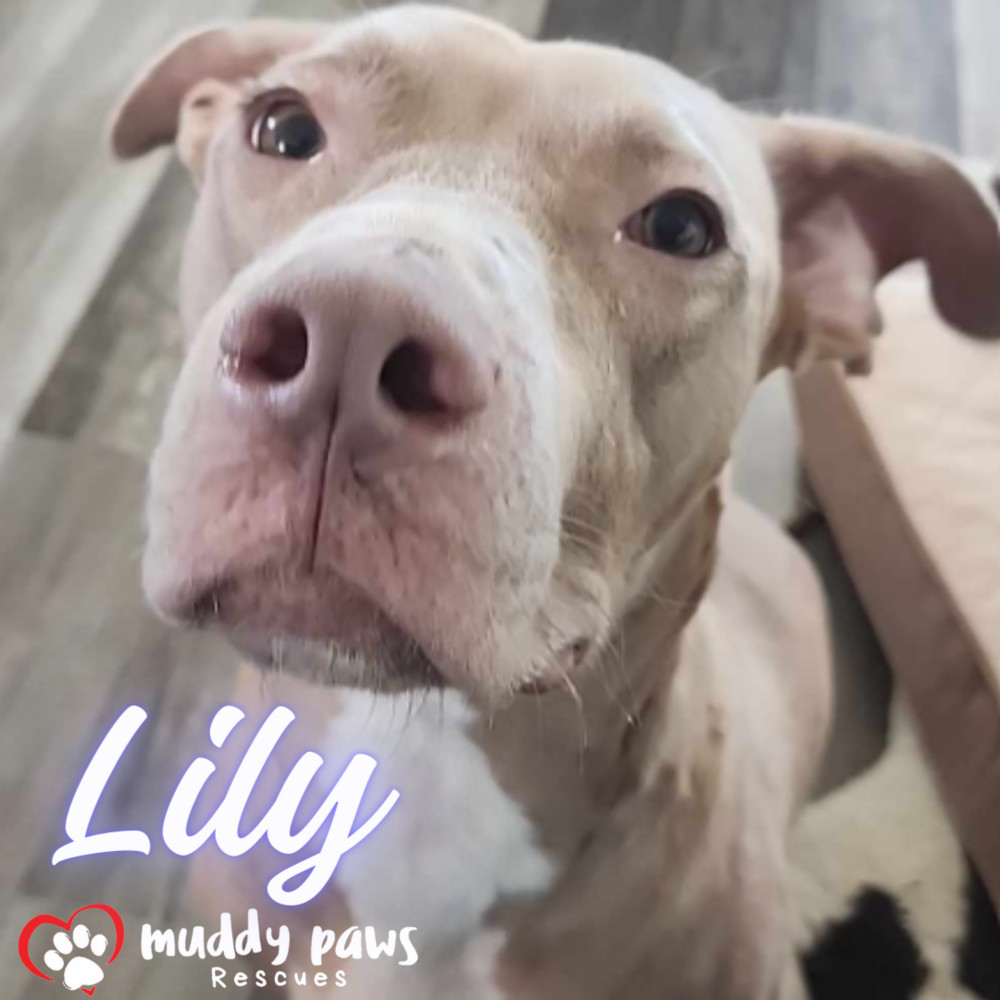 Lily, an adoptable Labrador Retriever, Vizsla in Council Bluffs, IA, 51503 | Photo Image 4