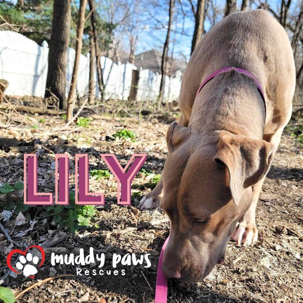 Lily, an adoptable Labrador Retriever, Vizsla in Council Bluffs, IA, 51503 | Photo Image 6