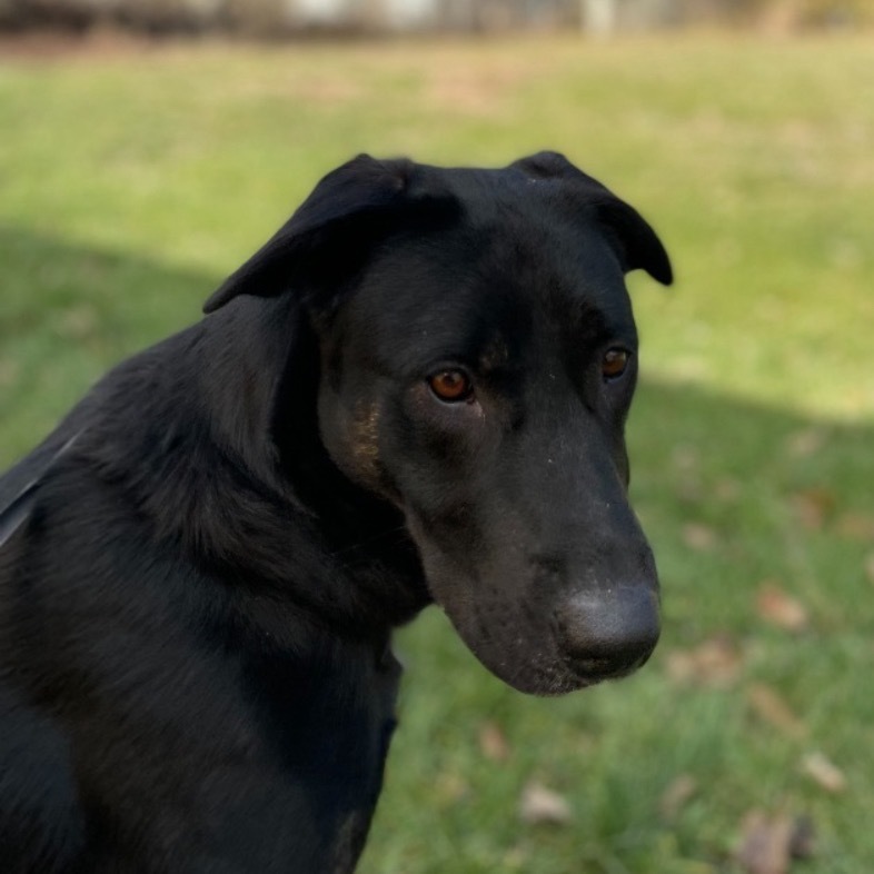 Molly, an adoptable Labrador Retriever, Catahoula Leopard Dog in Pittsfield, IL, 62363 | Photo Image 1