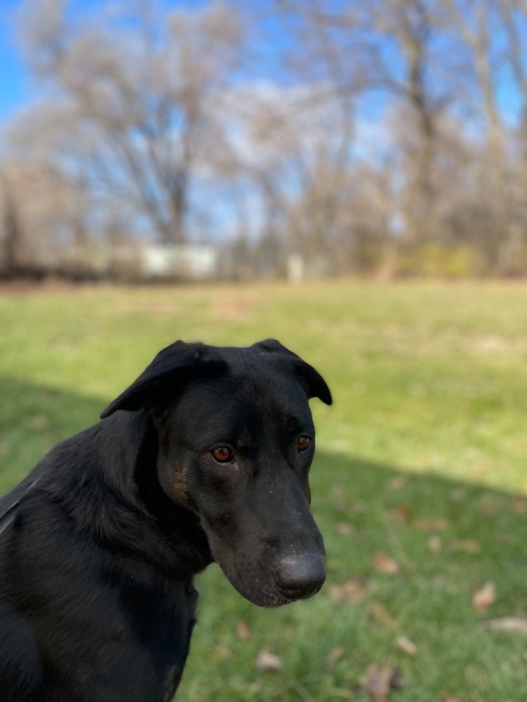 Molly, an adoptable Labrador Retriever, Catahoula Leopard Dog in Pittsfield, IL, 62363 | Photo Image 2
