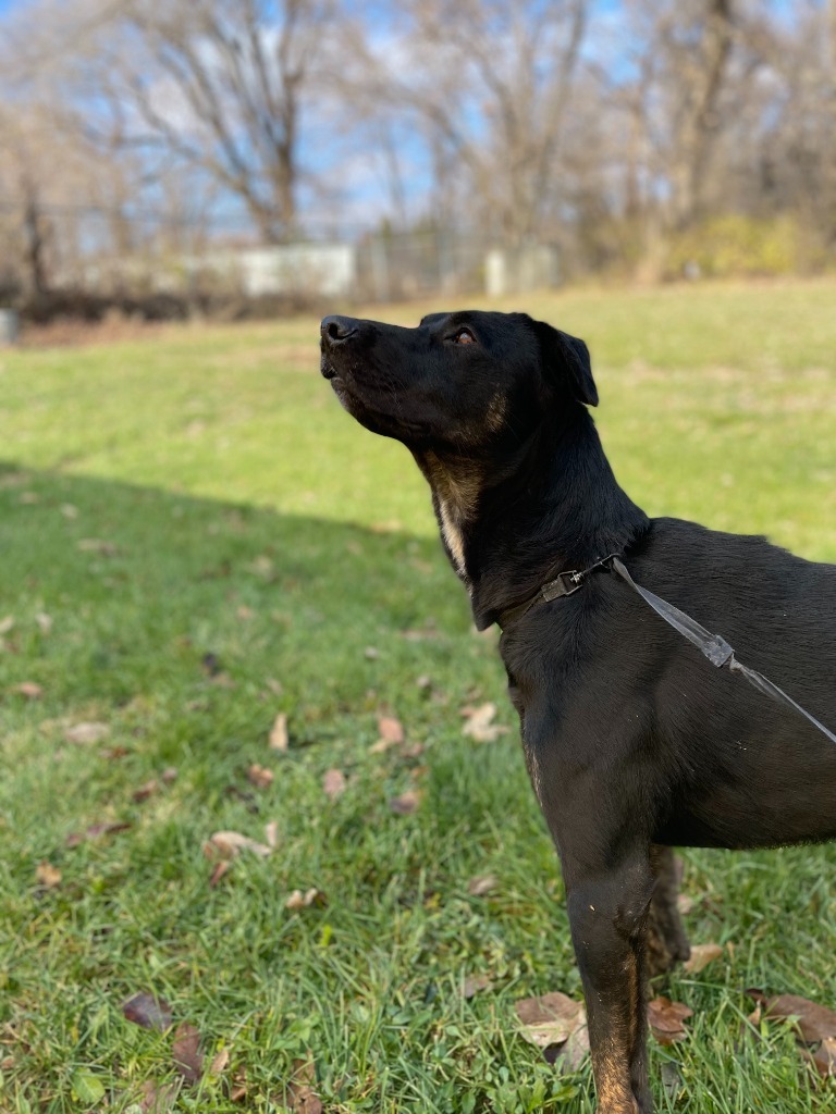 Molly, an adoptable Labrador Retriever, Catahoula Leopard Dog in Pittsfield, IL, 62363 | Photo Image 3