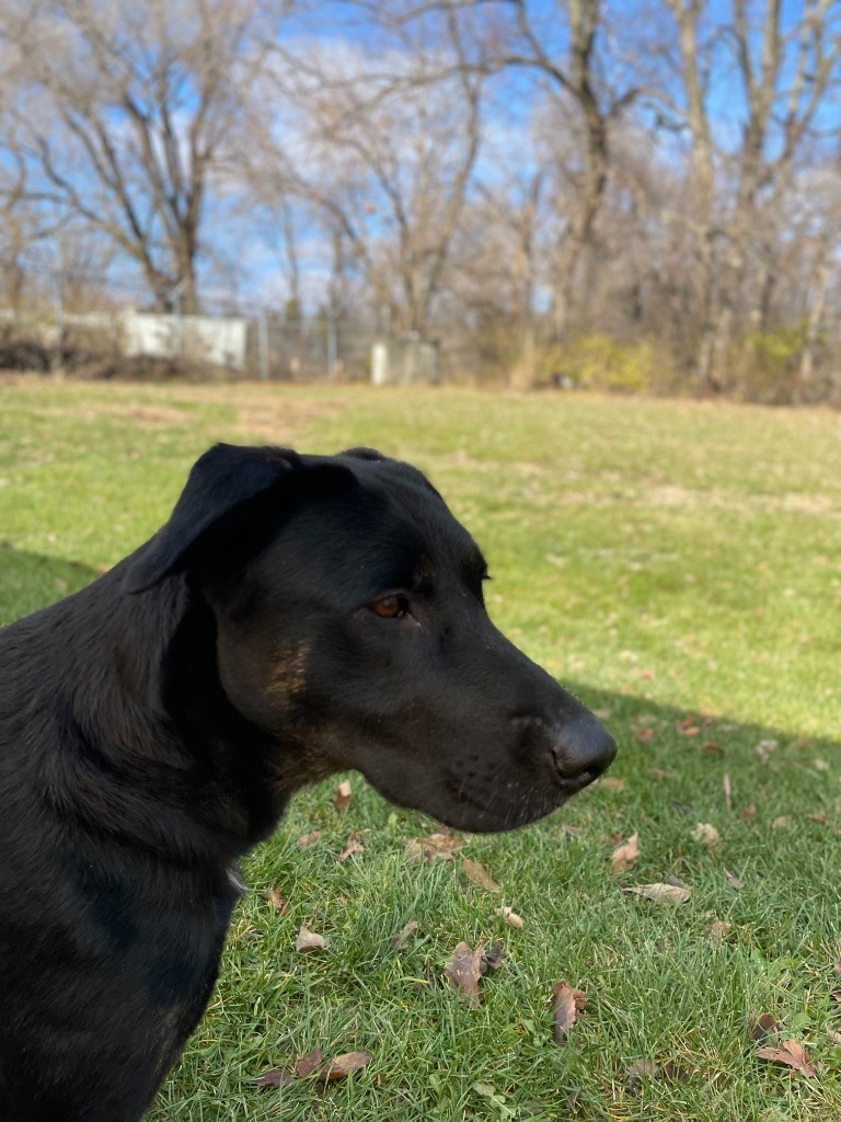 Molly, an adoptable Labrador Retriever, Catahoula Leopard Dog in Pittsfield, IL, 62363 | Photo Image 4