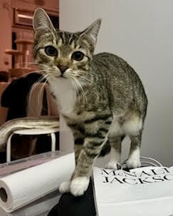 Maria is a sweet 7-month-old tabby who is kind of shy but shes slowly coming out of her shell She