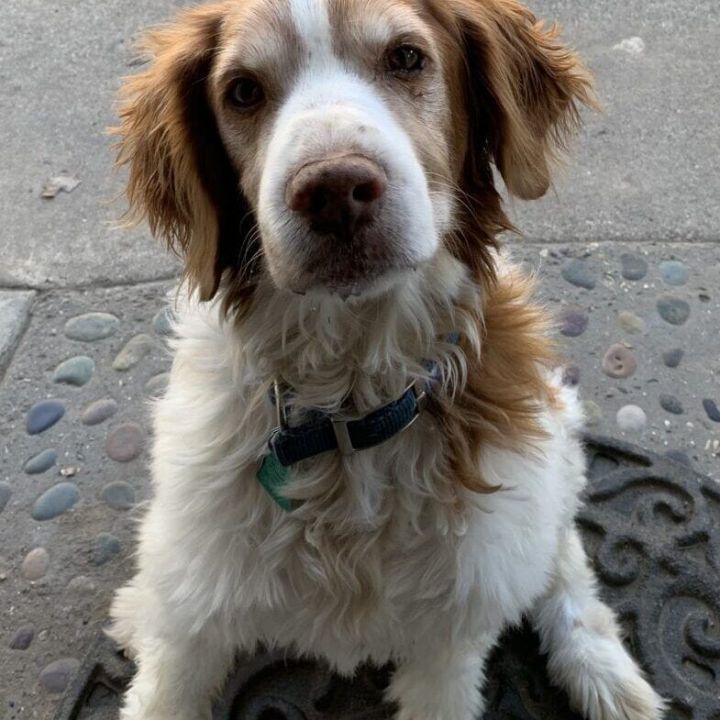 Petfinder brittany hot sale spaniel