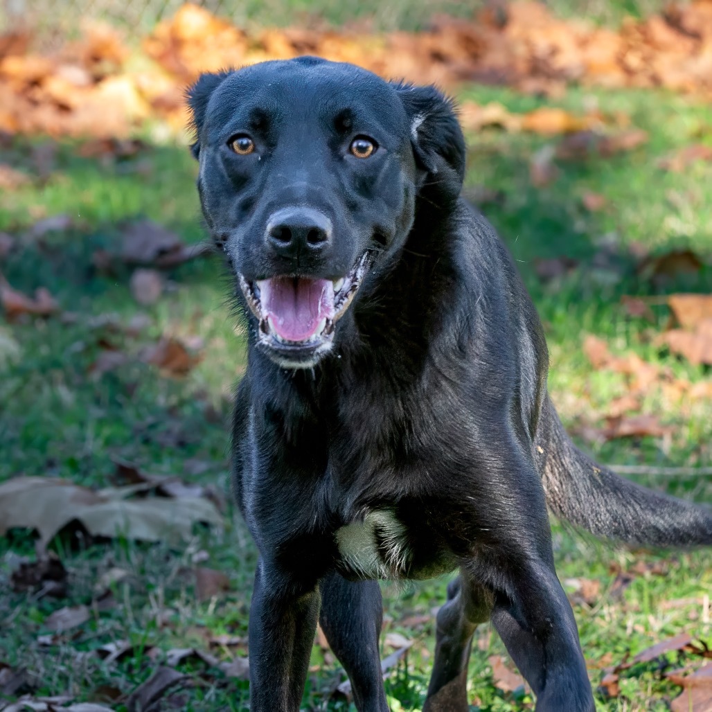 Xena Too, an adoptable Labrador Retriever, Rottweiler in Livingston, TX, 77351 | Photo Image 1