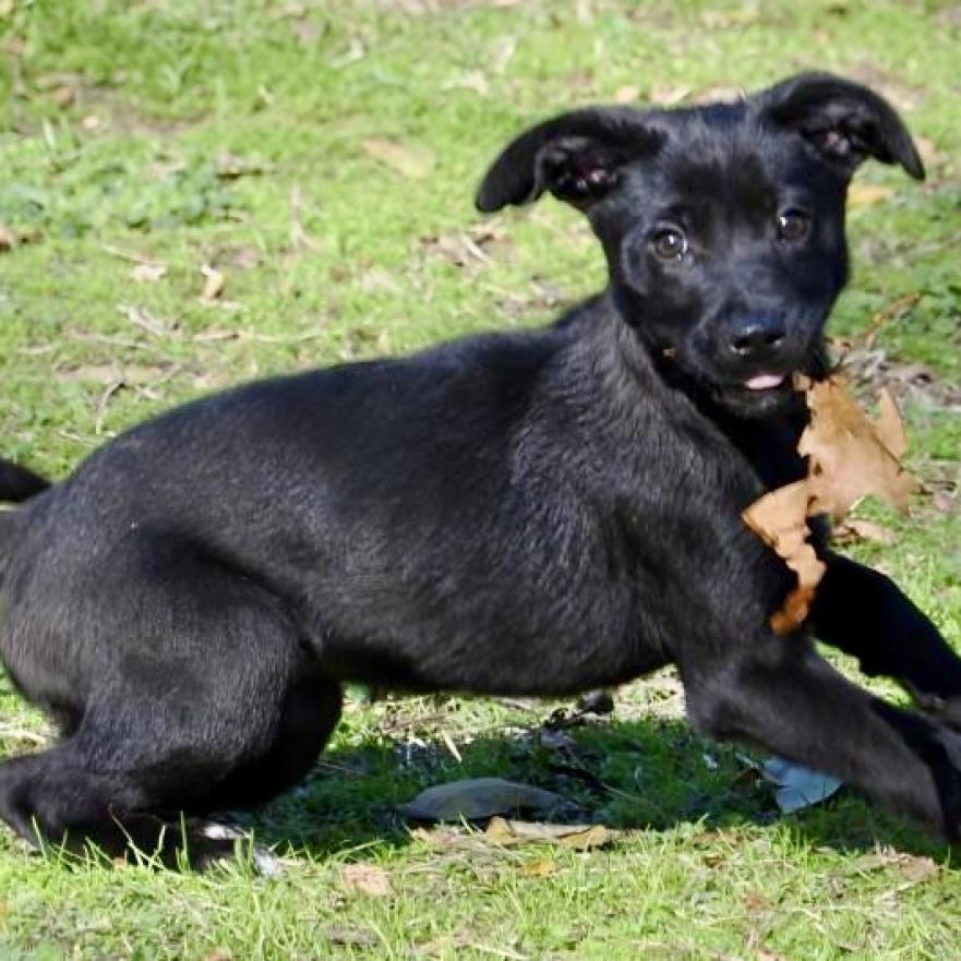 Xena Too, an adoptable Labrador Retriever, Rottweiler in Livingston, TX, 77351 | Photo Image 2
