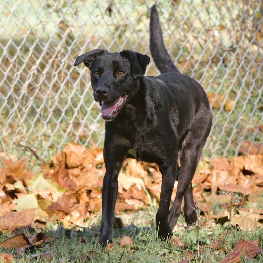Xena Too, an adoptable Labrador Retriever, Rottweiler in Livingston, TX, 77351 | Photo Image 3