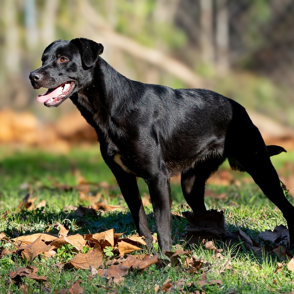 Xena Too, an adoptable Labrador Retriever, Rottweiler in Livingston, TX, 77351 | Photo Image 4