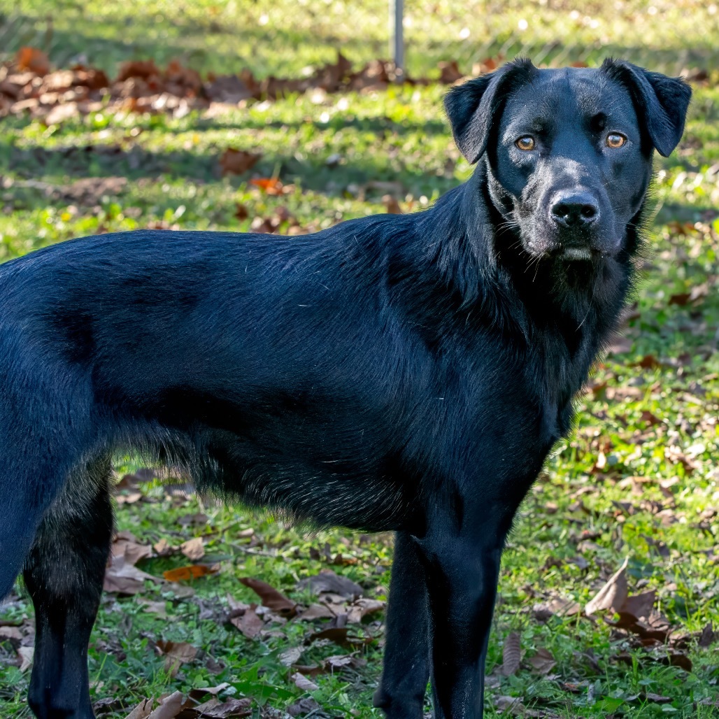 Xena Too, an adoptable Labrador Retriever, Rottweiler in Livingston, TX, 77351 | Photo Image 6