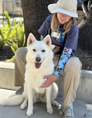 NATALIE Siberian Husky Dog