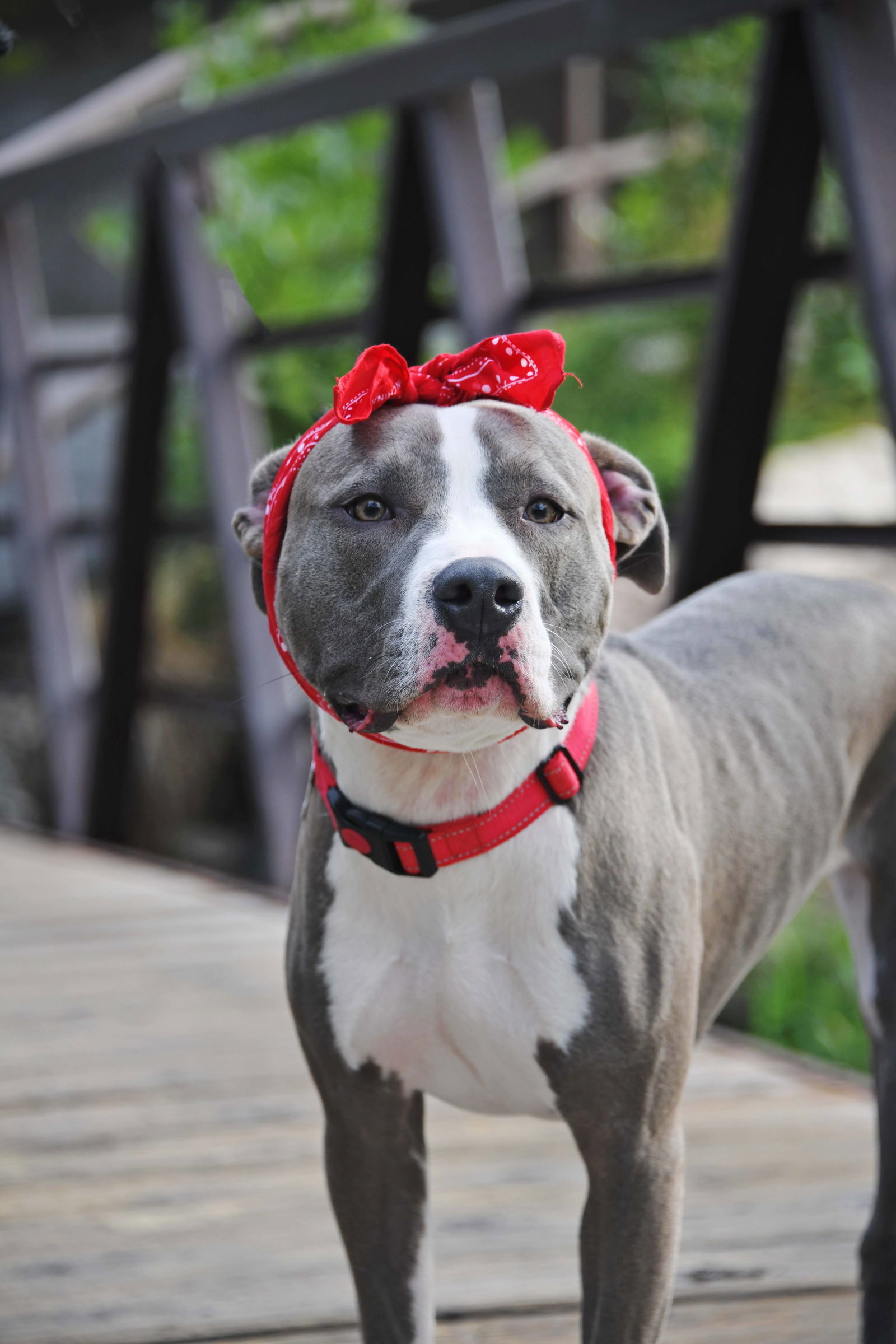 Zara the Grey, an adoptable Pit Bull Terrier in Salt Lake City, UT, 84171 | Photo Image 2