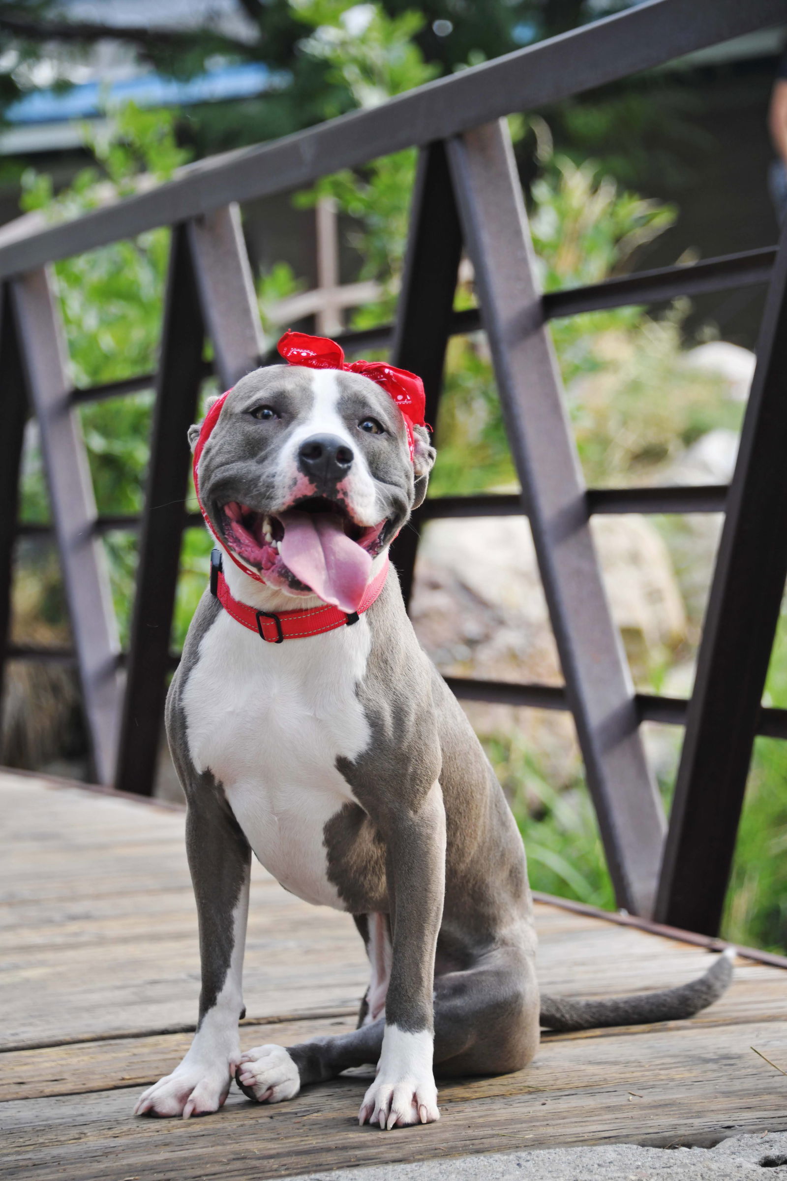 Zara the Grey, an adoptable Pit Bull Terrier in Salt Lake City, UT, 84171 | Photo Image 3