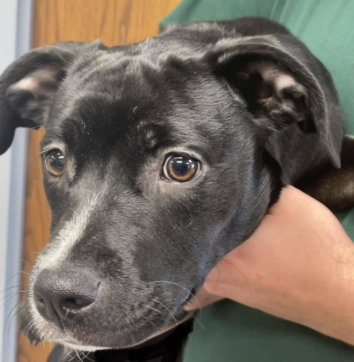 Dog for adoption - Raven, a Labrador Retriever Mix in Watertown, NY ...