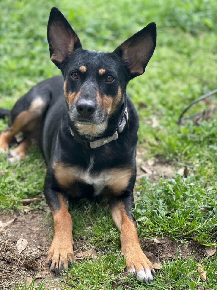 Dog for adoption - Cocoa, an Australian Kelpie & Terrier Mix in Cedar ...