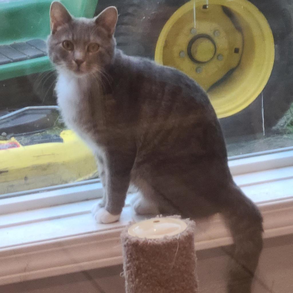 Tom, an adoptable Domestic Short Hair in West Des Moines, IA, 50265 | Photo Image 1