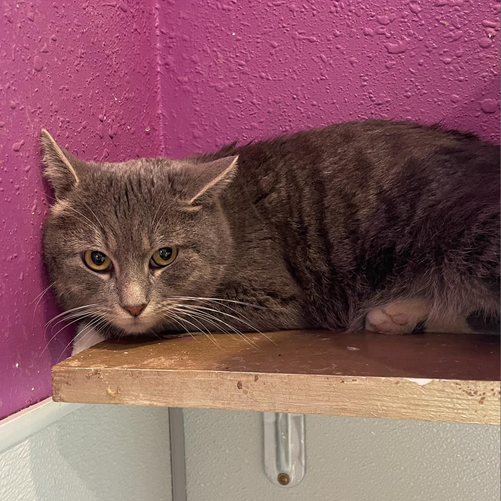 Tom, an adoptable Domestic Short Hair in West Des Moines, IA, 50265 | Photo Image 2