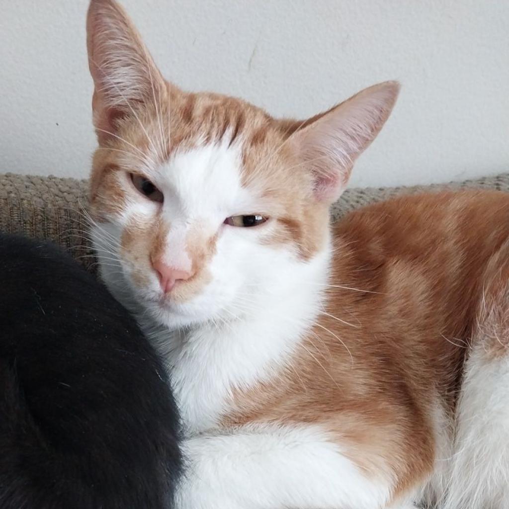 PJ, an adoptable Domestic Short Hair in Rochester, MN, 55903 | Photo Image 1