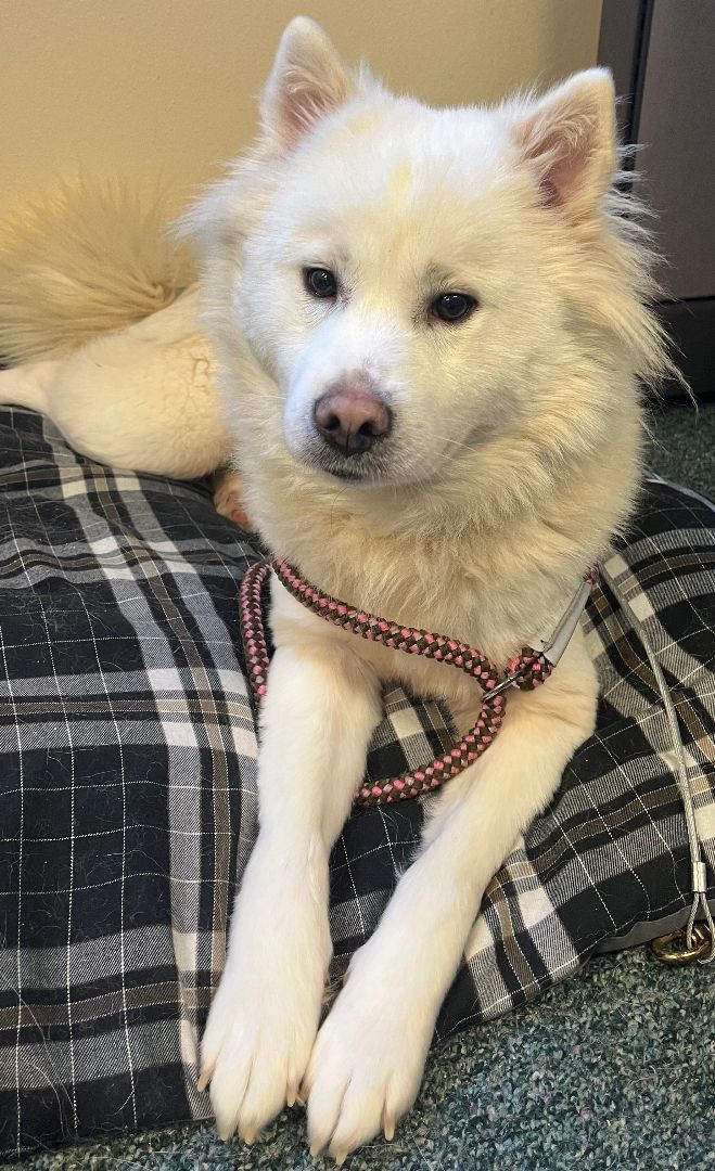 Emme, an adoptable Samoyed, American Eskimo Dog in San Rafael, CA, 94903 | Photo Image 1