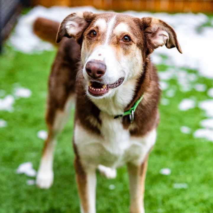 Sicily, an adoptable Husky Mix in Naperville, IL_image-4